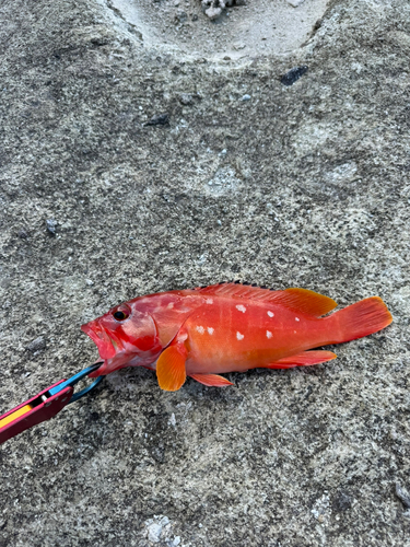 アカハタの釣果