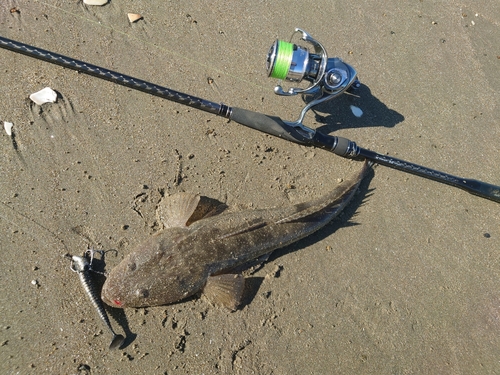 マゴチの釣果