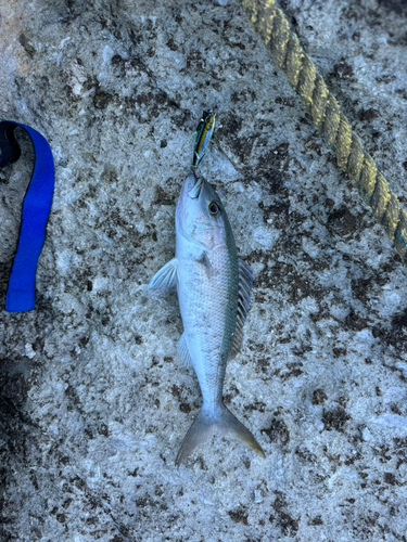 アオチビキの釣果