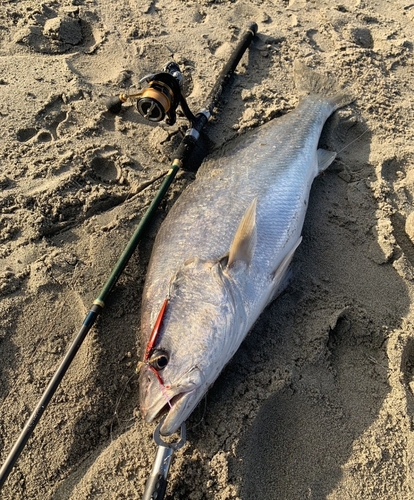 オオニベの釣果