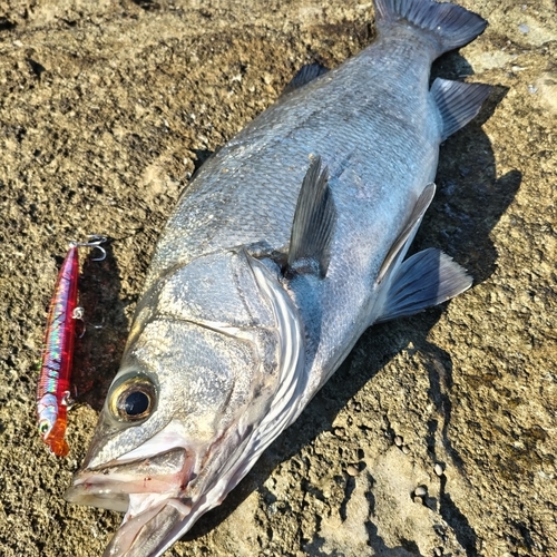 ヒラスズキの釣果