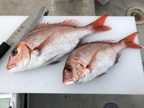 タイの釣果