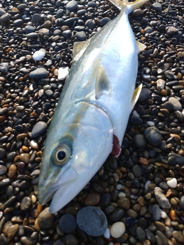 ワカシの釣果