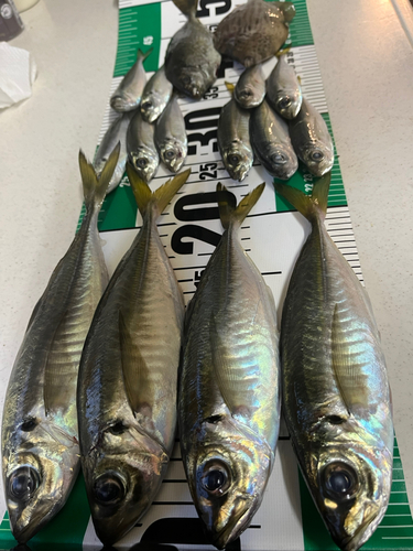 アジの釣果