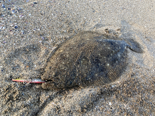 ヒラメの釣果