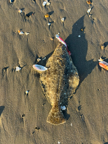 ヒラメの釣果