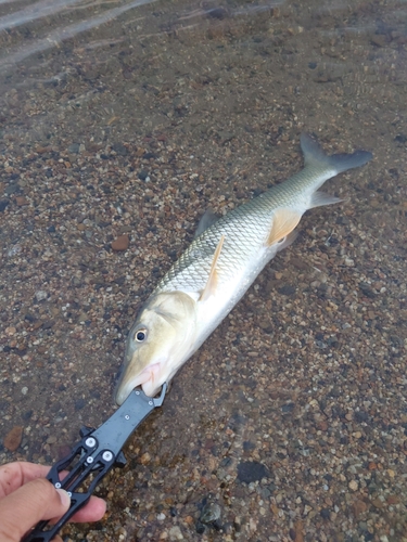 ニゴイの釣果