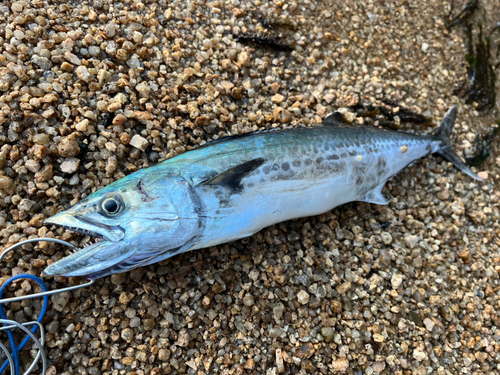 釣果