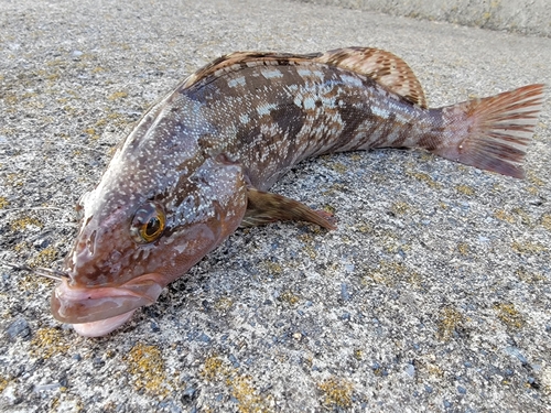 アイナメの釣果