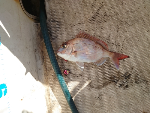 マダイの釣果