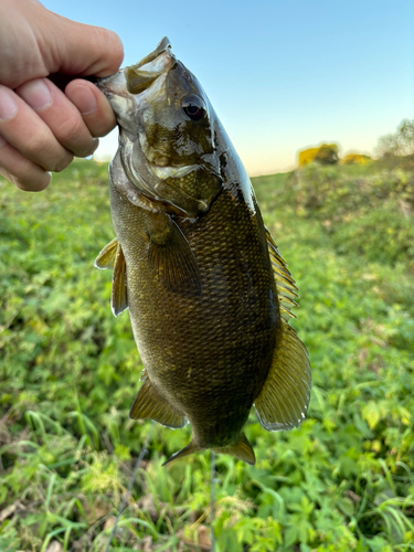 スモールマウスバスの釣果