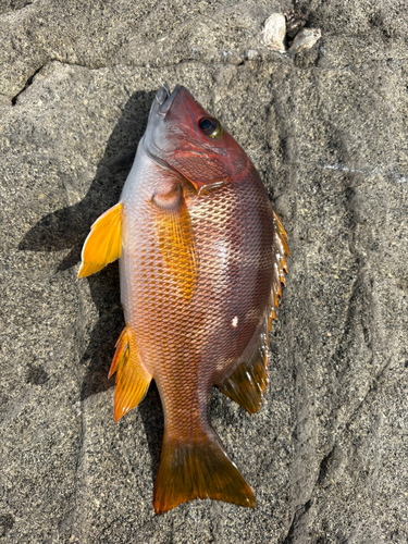 フエダイの釣果