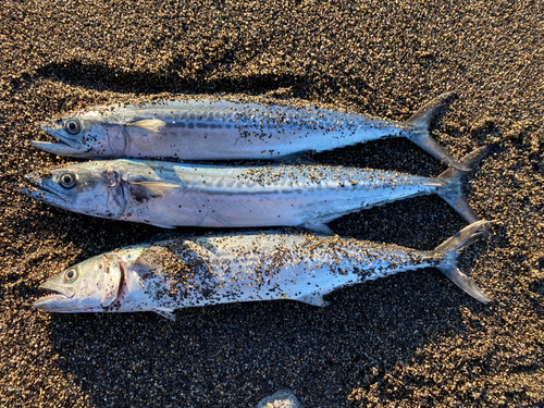 サゴシの釣果