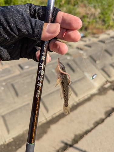 ハゼの釣果