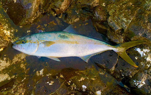 ヒラマサの釣果