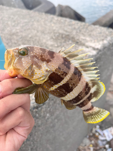 ハタの釣果