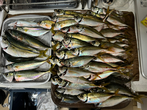 アジの釣果