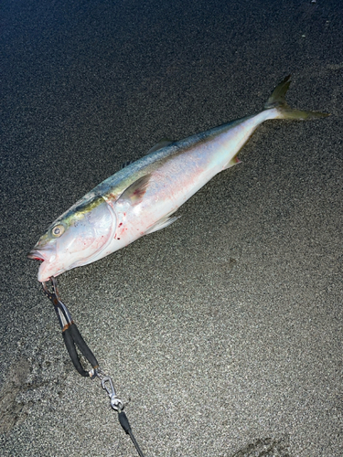 イナダの釣果