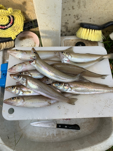 キスの釣果