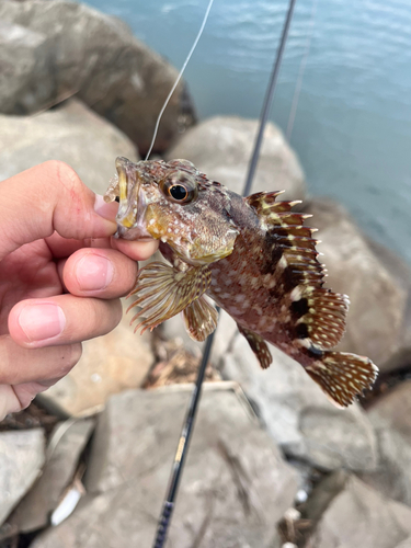 ガシラの釣果