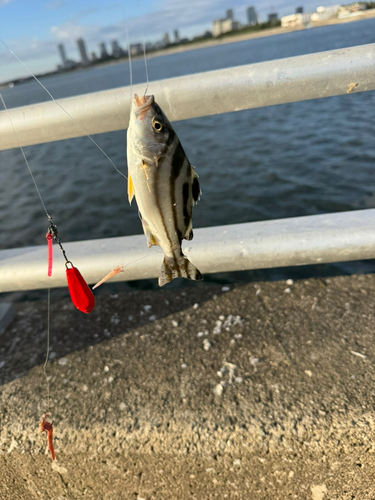 コトヒキの釣果