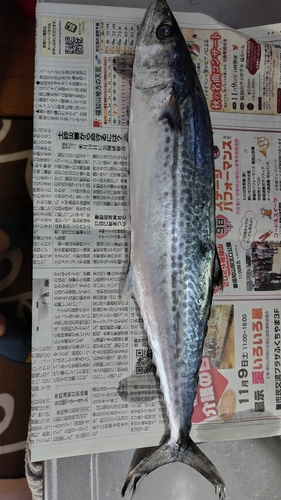 サゴシの釣果