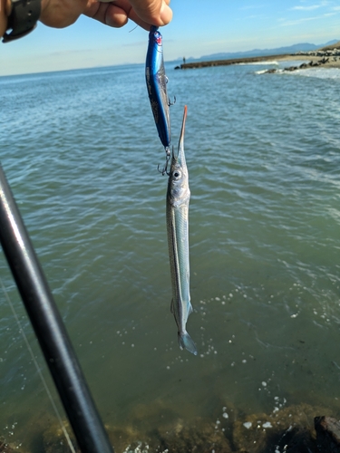 サヨリの釣果