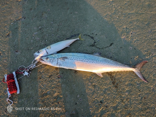 サワラの釣果