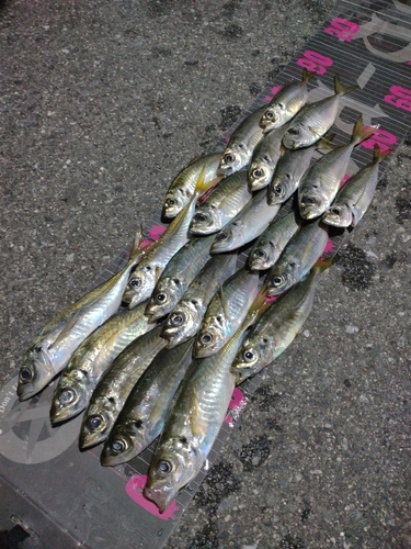 アジの釣果