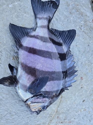 イシダイの釣果