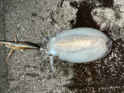 シリヤケイカの釣果