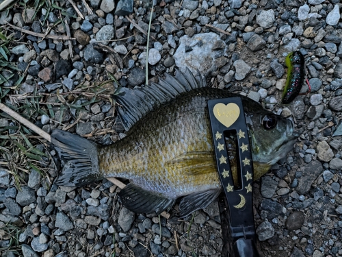 ブルーギルの釣果