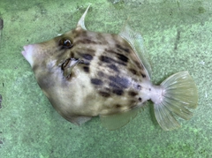 カワハギの釣果