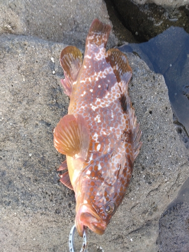 キジハタの釣果