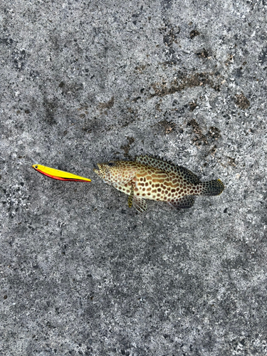 カンモンハタの釣果