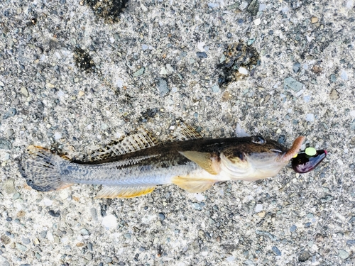 マハゼの釣果