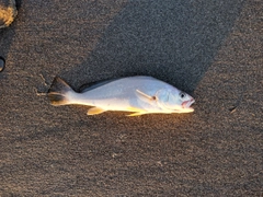 ニベの釣果