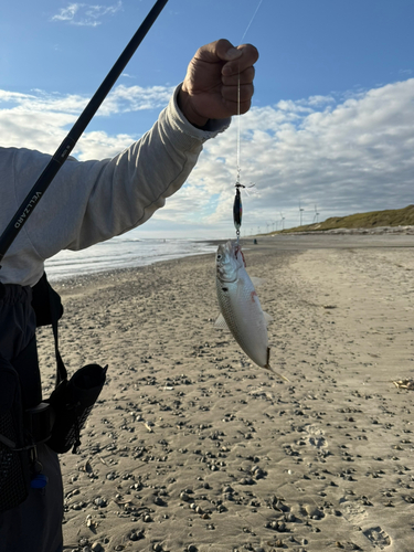 カマスの釣果