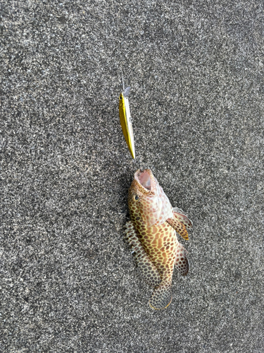 カンモンハタの釣果