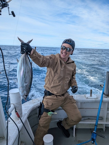 カツオの釣果