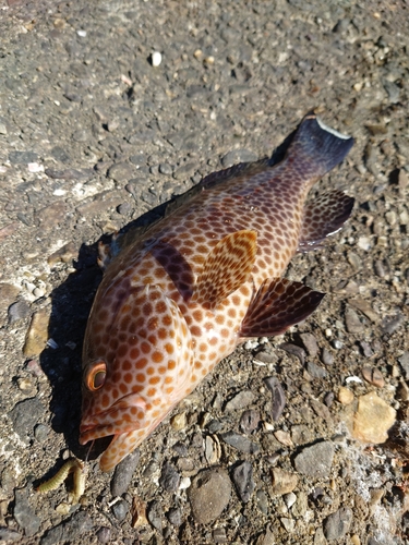 オオモンハタの釣果