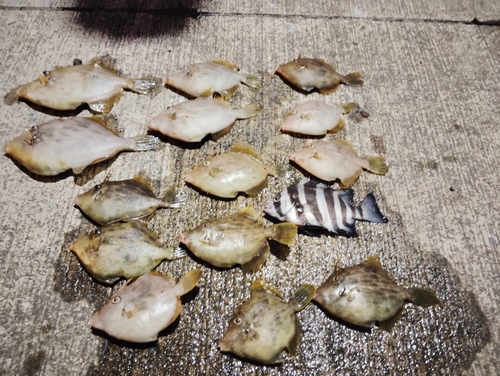 カワハギの釣果