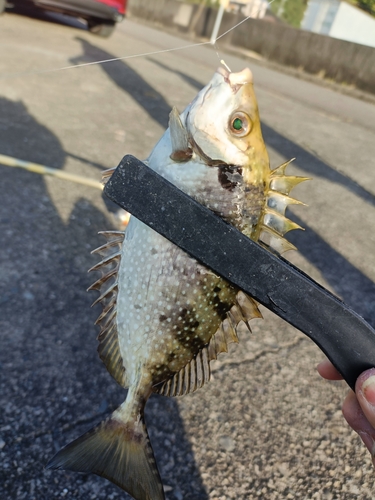 アイゴの釣果