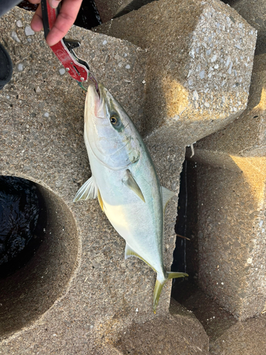 ハマチの釣果