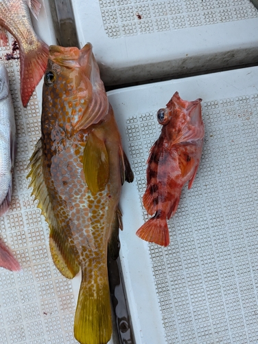 アコウの釣果