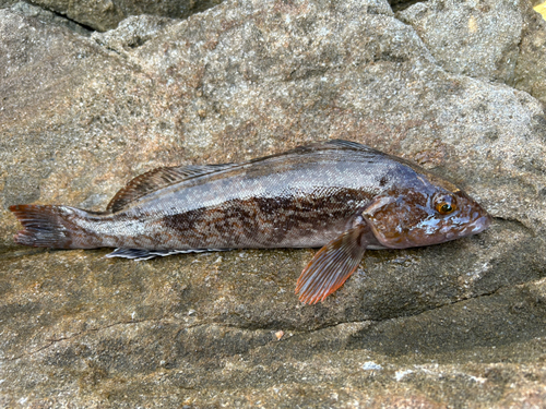 アイナメの釣果