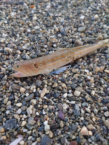 エソの釣果