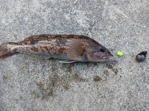 アイナメの釣果