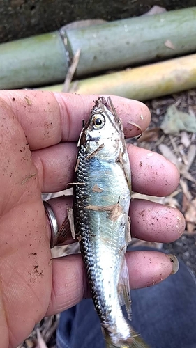 オイカワの釣果