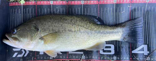 ブラックバスの釣果